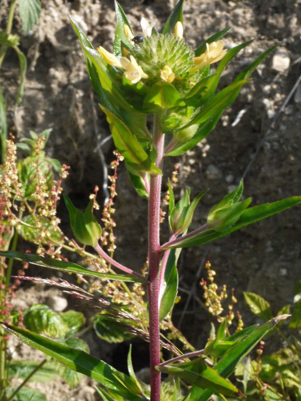 Collomia grandiflora 18