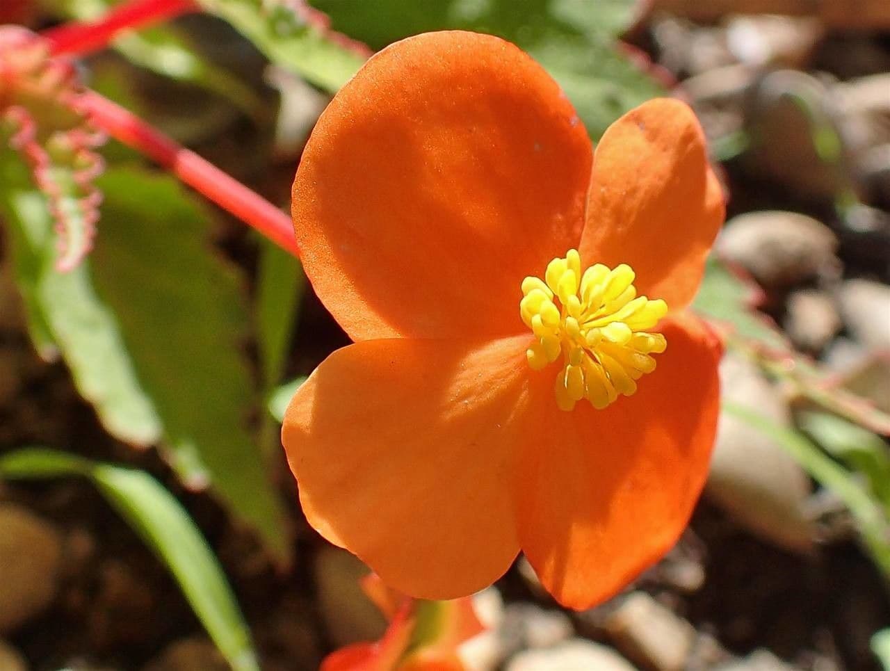 Begonia 5