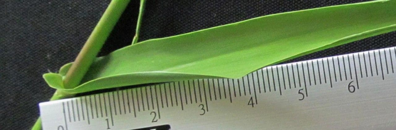 Hymenachne amplexicaulis 19