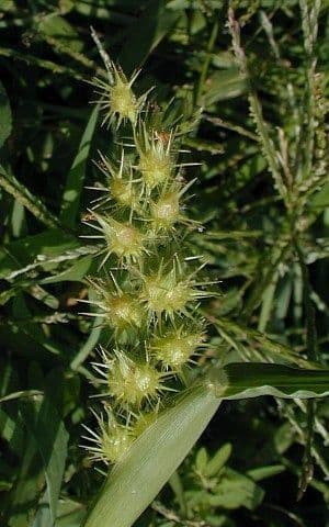 Cenchrus longispinus