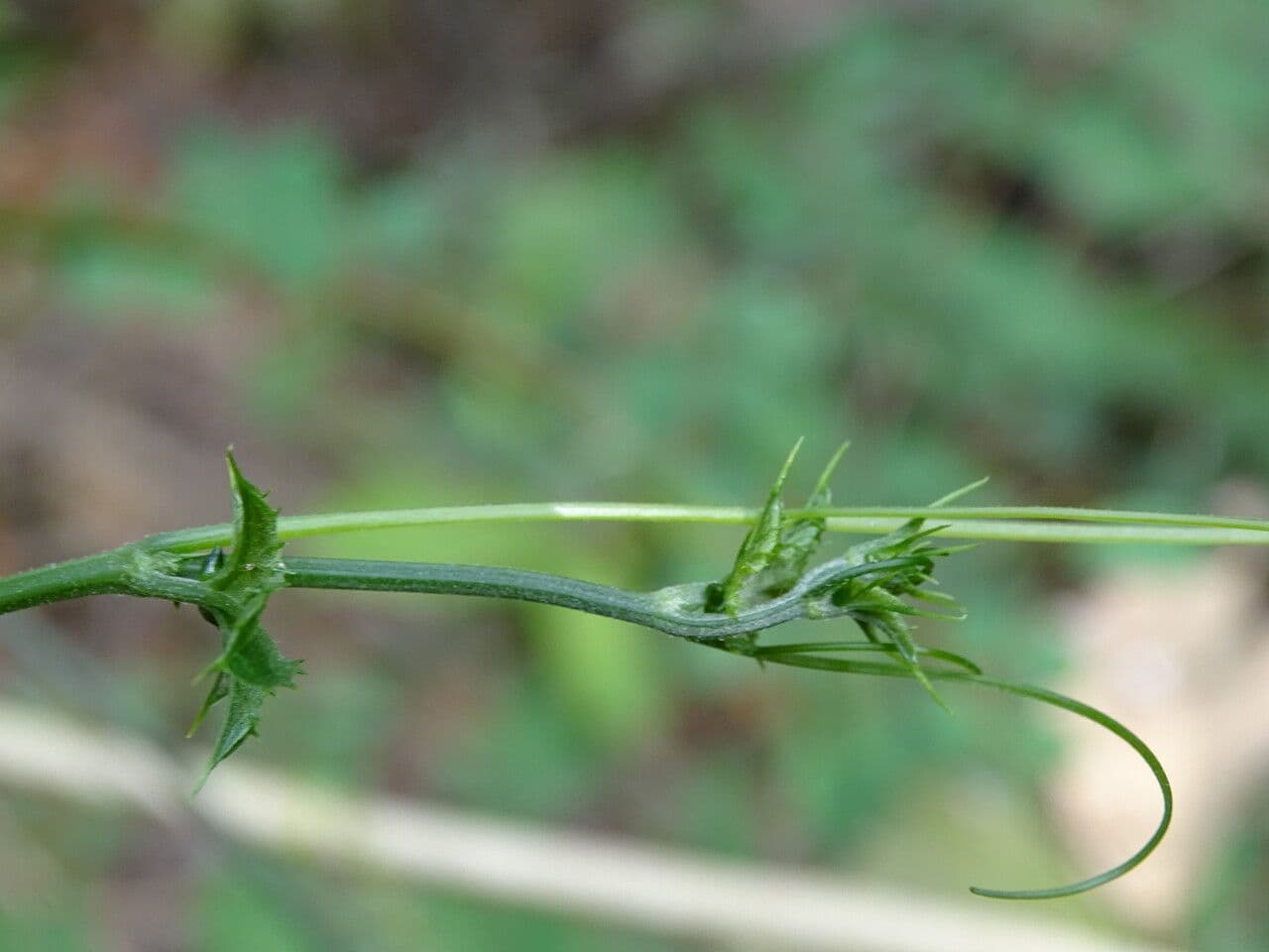 Cayaponia 7