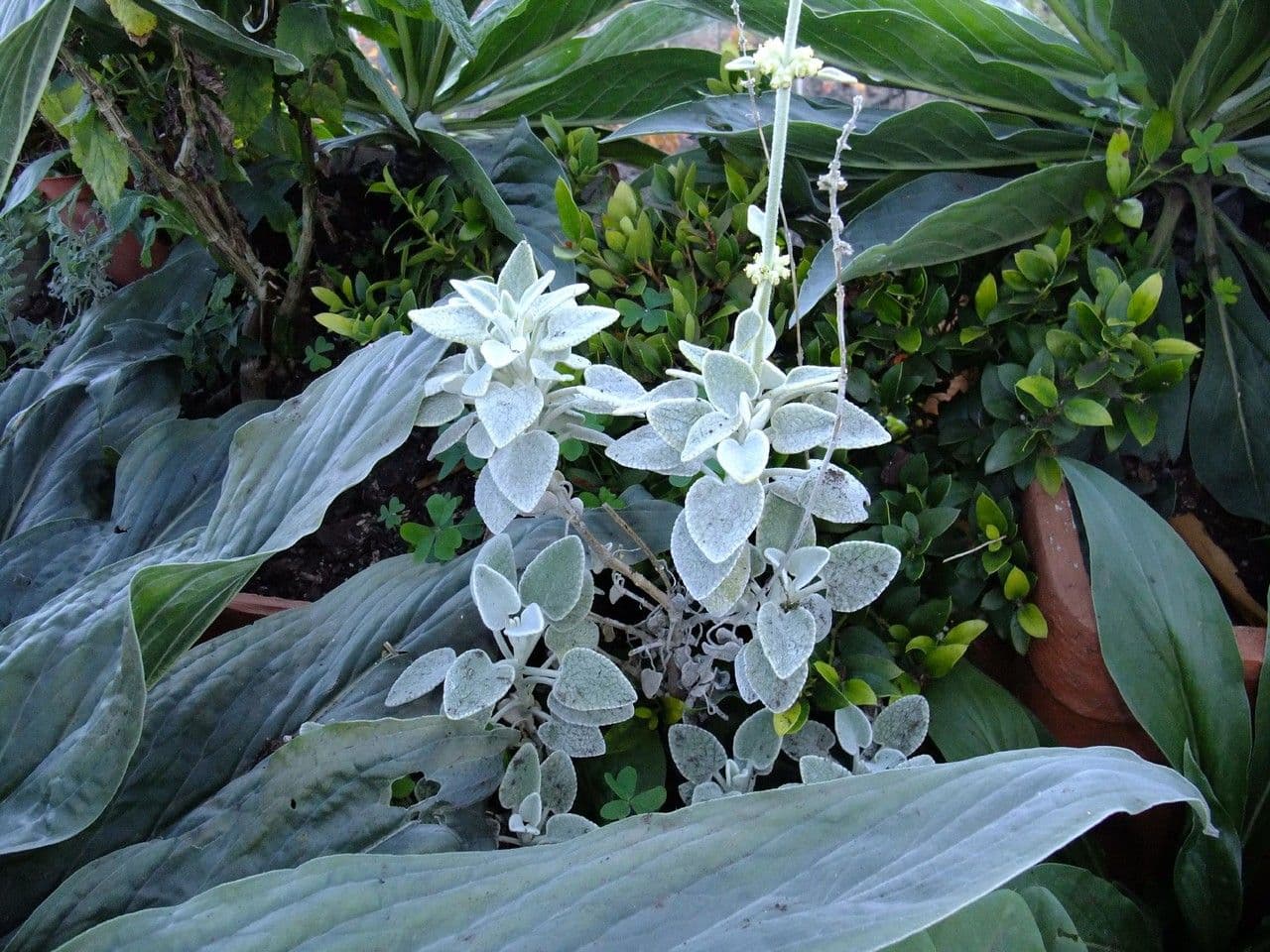 Sideritis 7