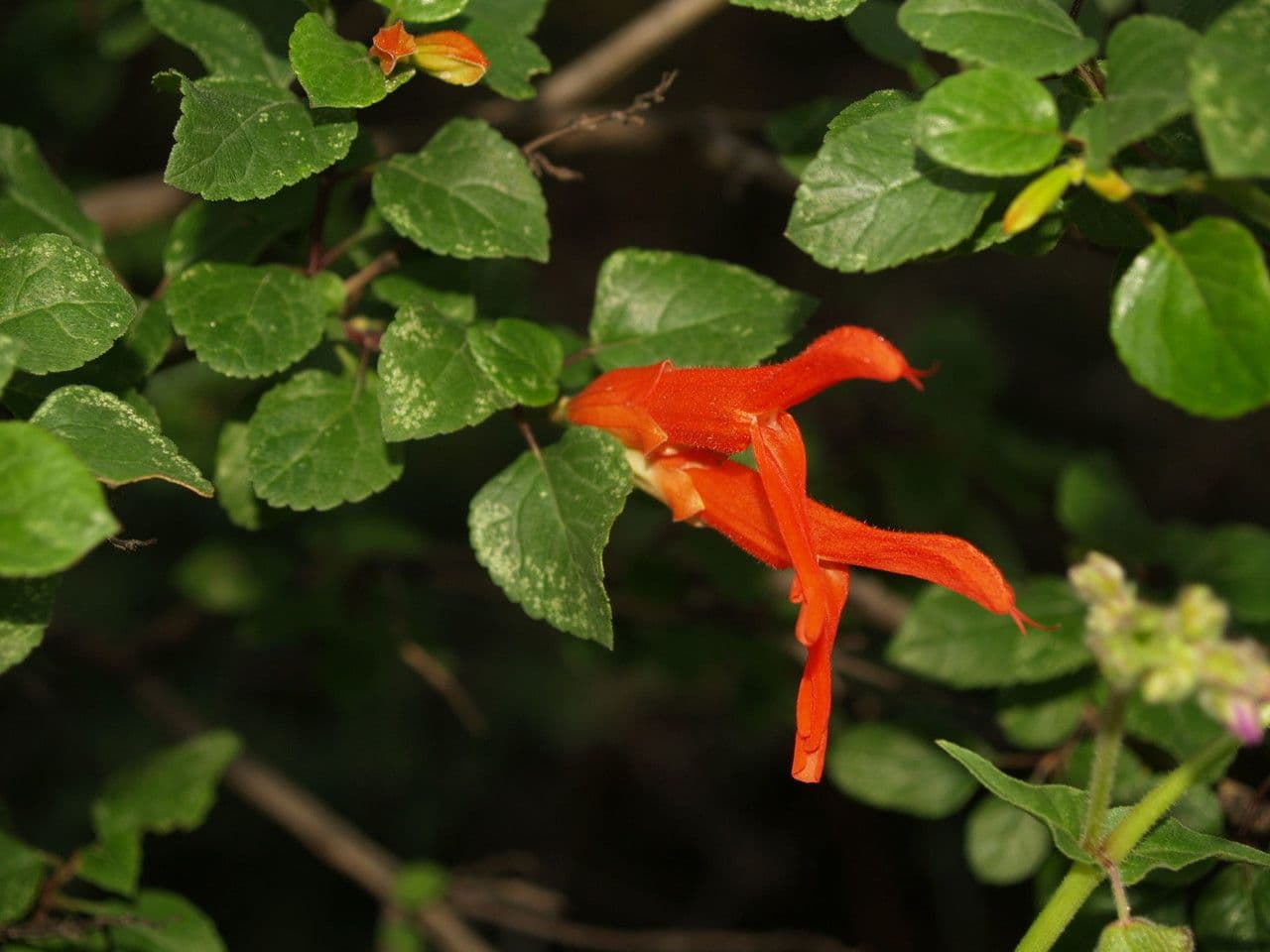Salvia 9