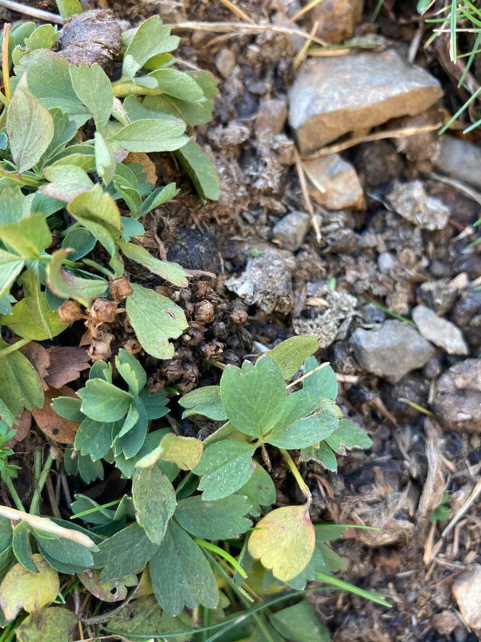 Mochnička poléhavá 12