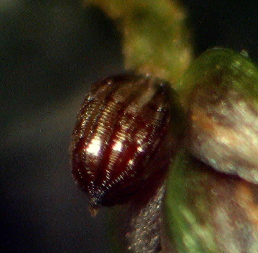 Schoenoplectus setaceus 5