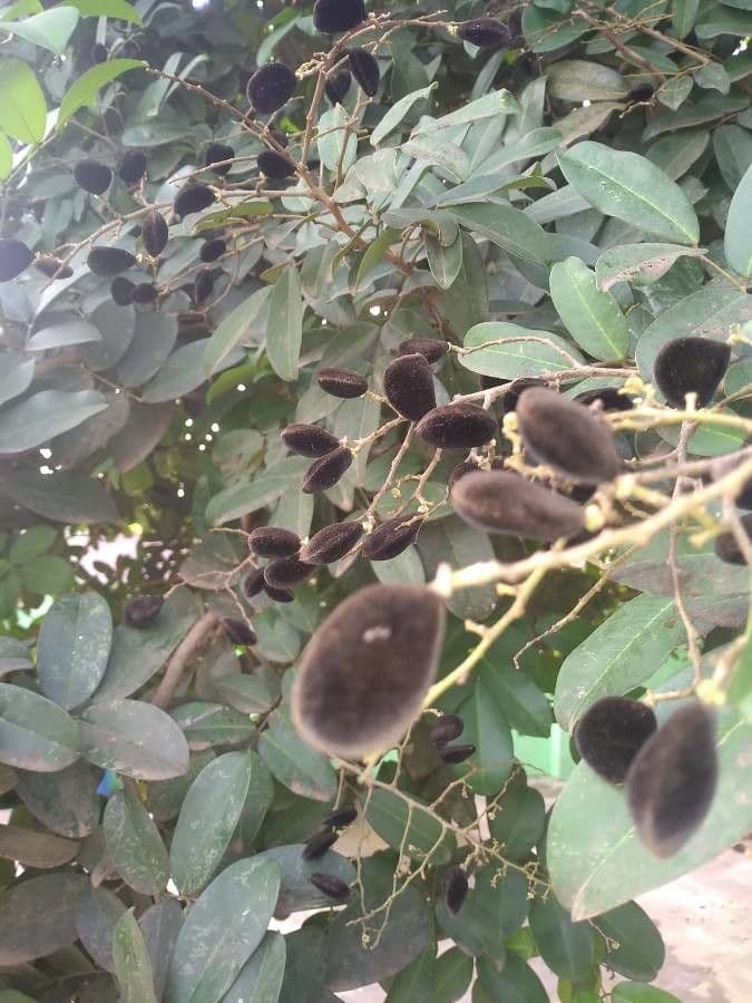 Dialium guineense 15