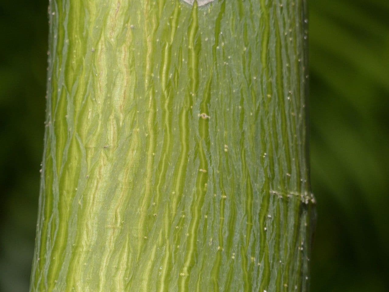 Pseudobombax ellipticum 24
