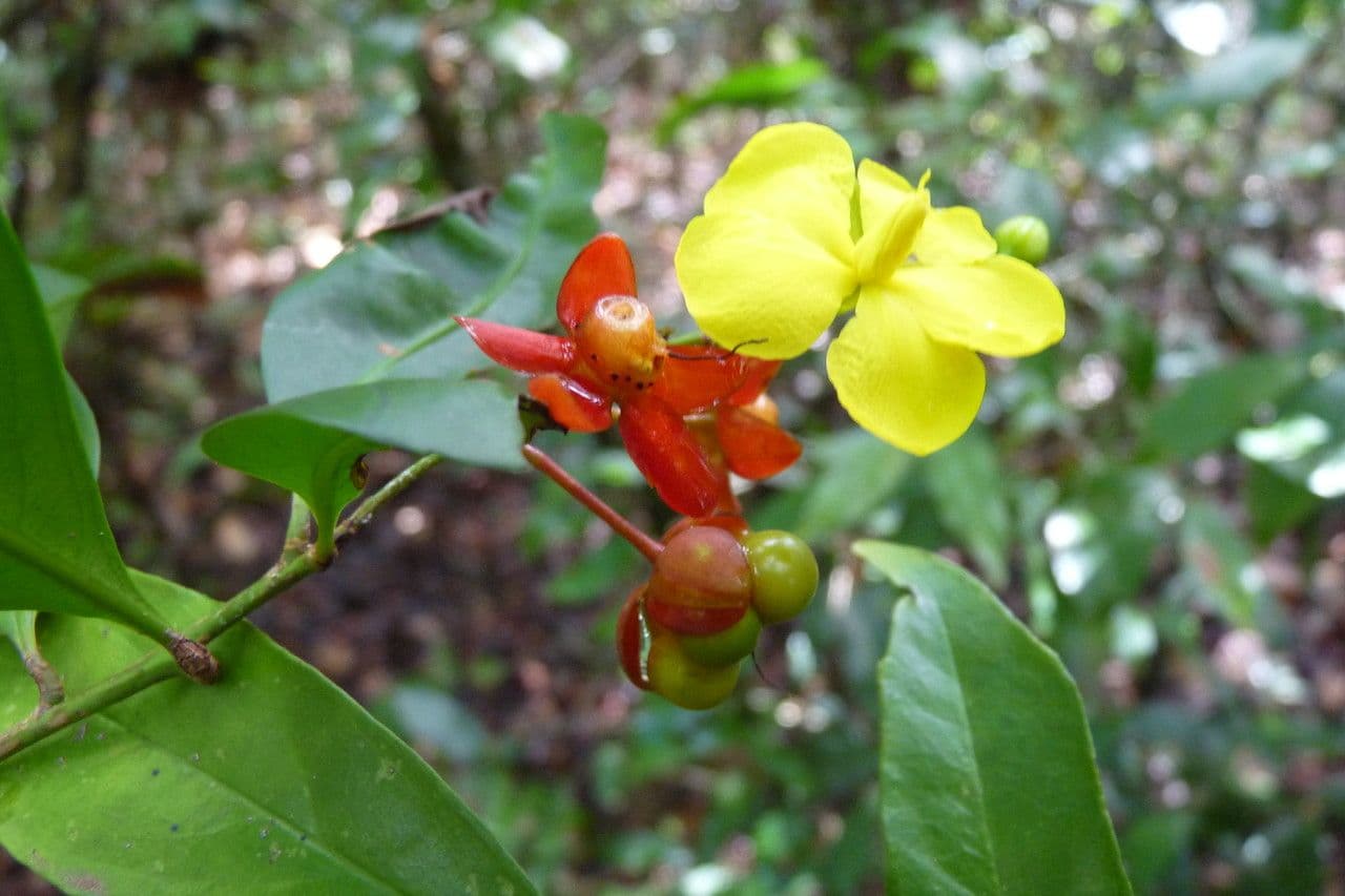 Ochna 10