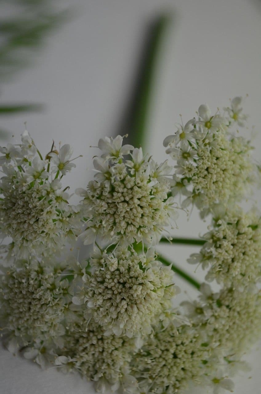Oenanthe pimpinelloides 8