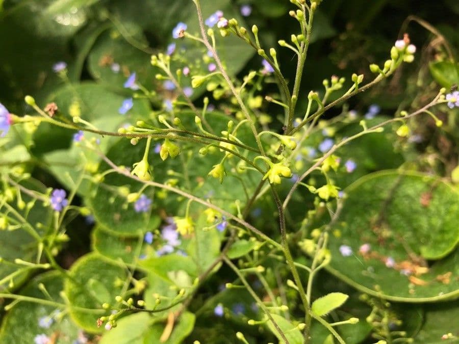 Brunnera macrophylla 2