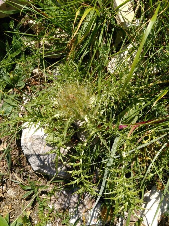 Silberdistel 22