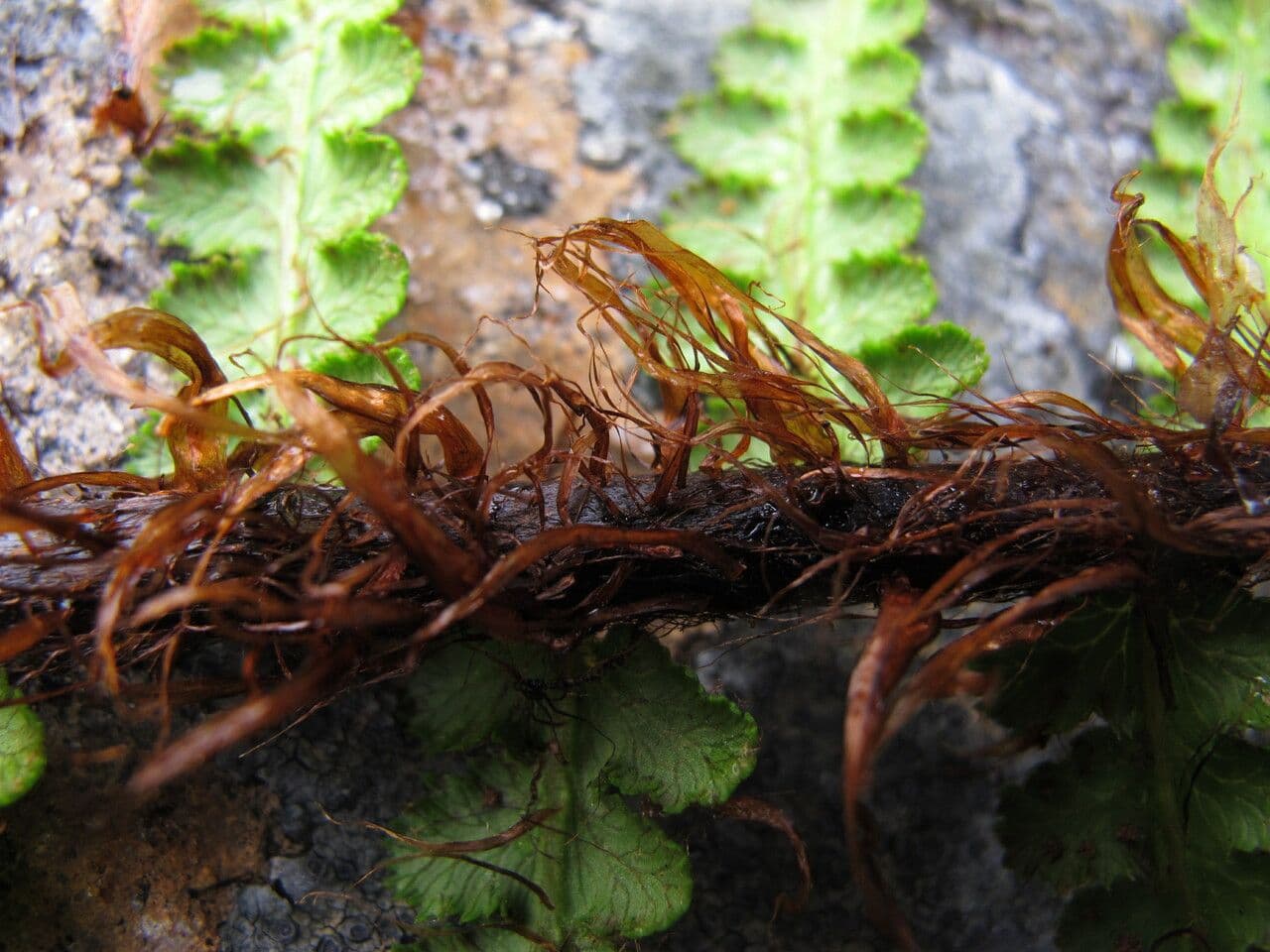 Athyrium 3