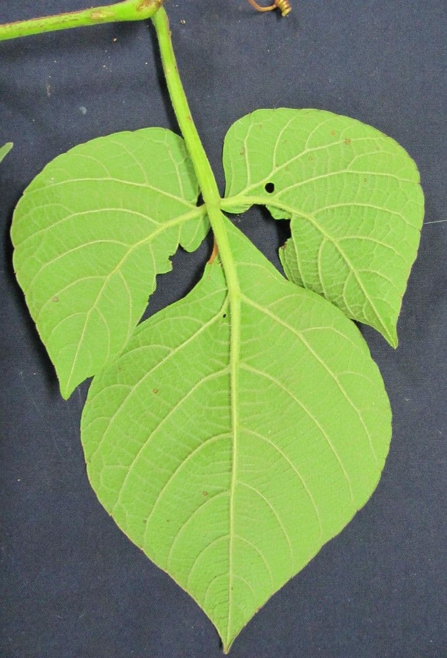 Kleinfruchtige Cissus 6