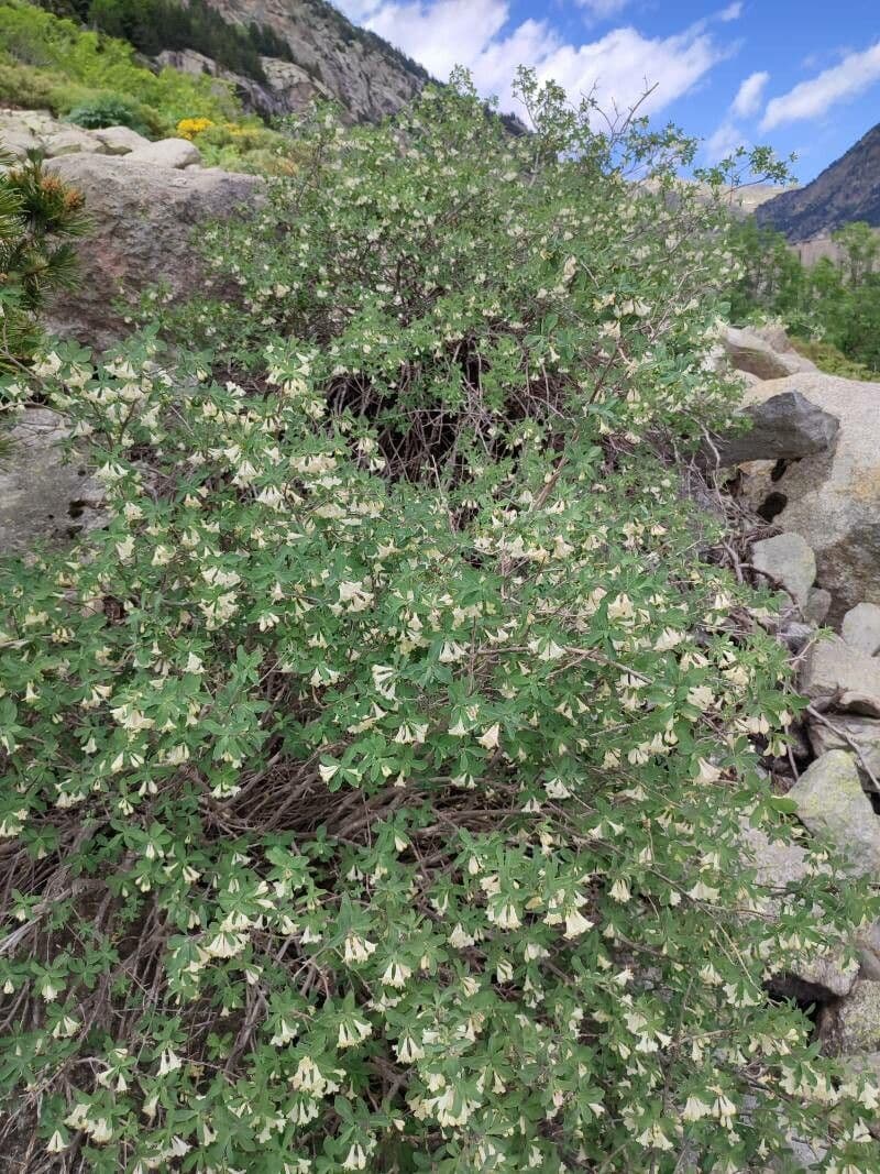 Caprifoglio pirenaico 11