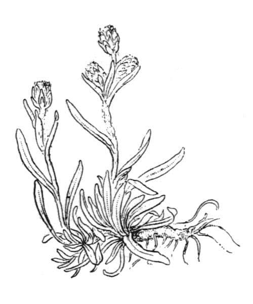 Gnaphalium nano 24