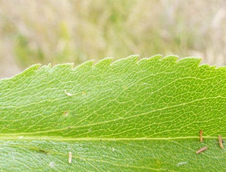 Solidago 13