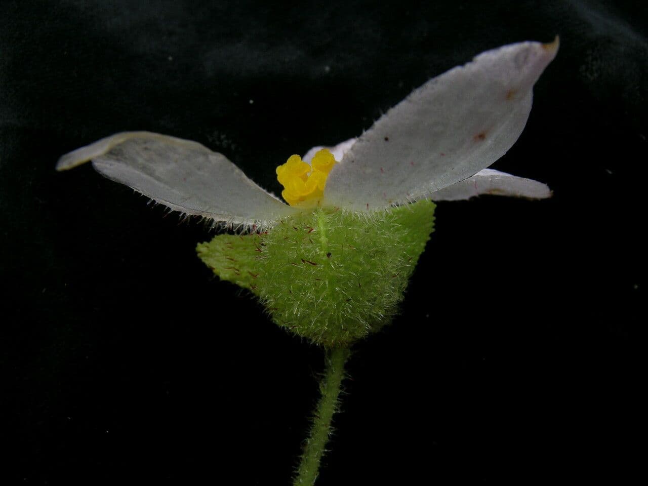 Begonia dipinta 14