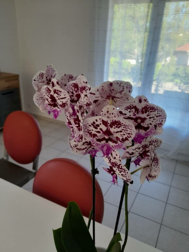Cattleya 3