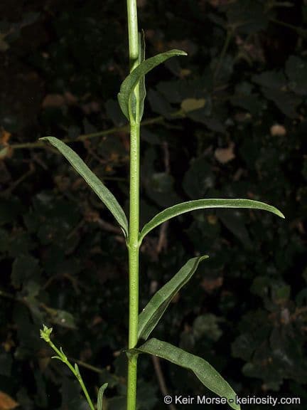 Bartblume 15