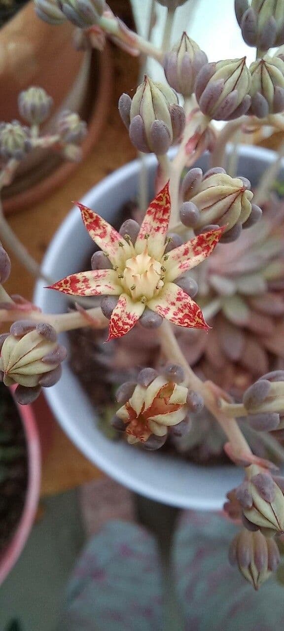 Graptopetalum 3