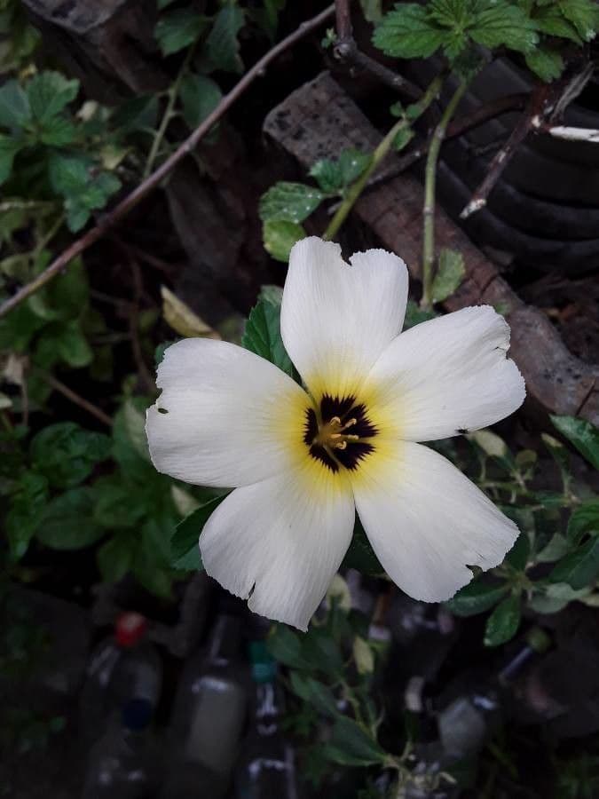 Turnera subulata 16