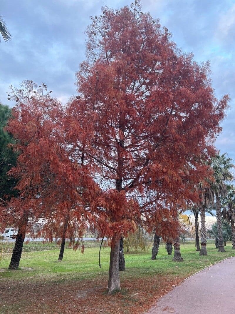 Cipresso calvo 13