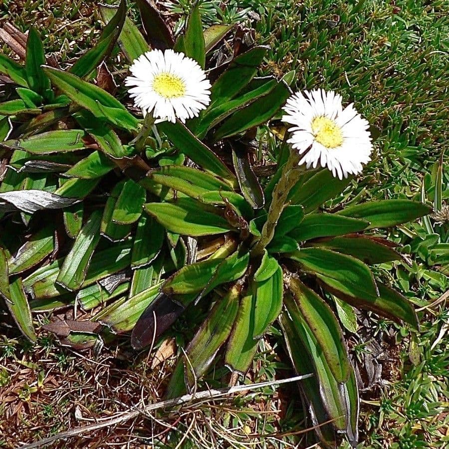 Oritrophium limnophilum