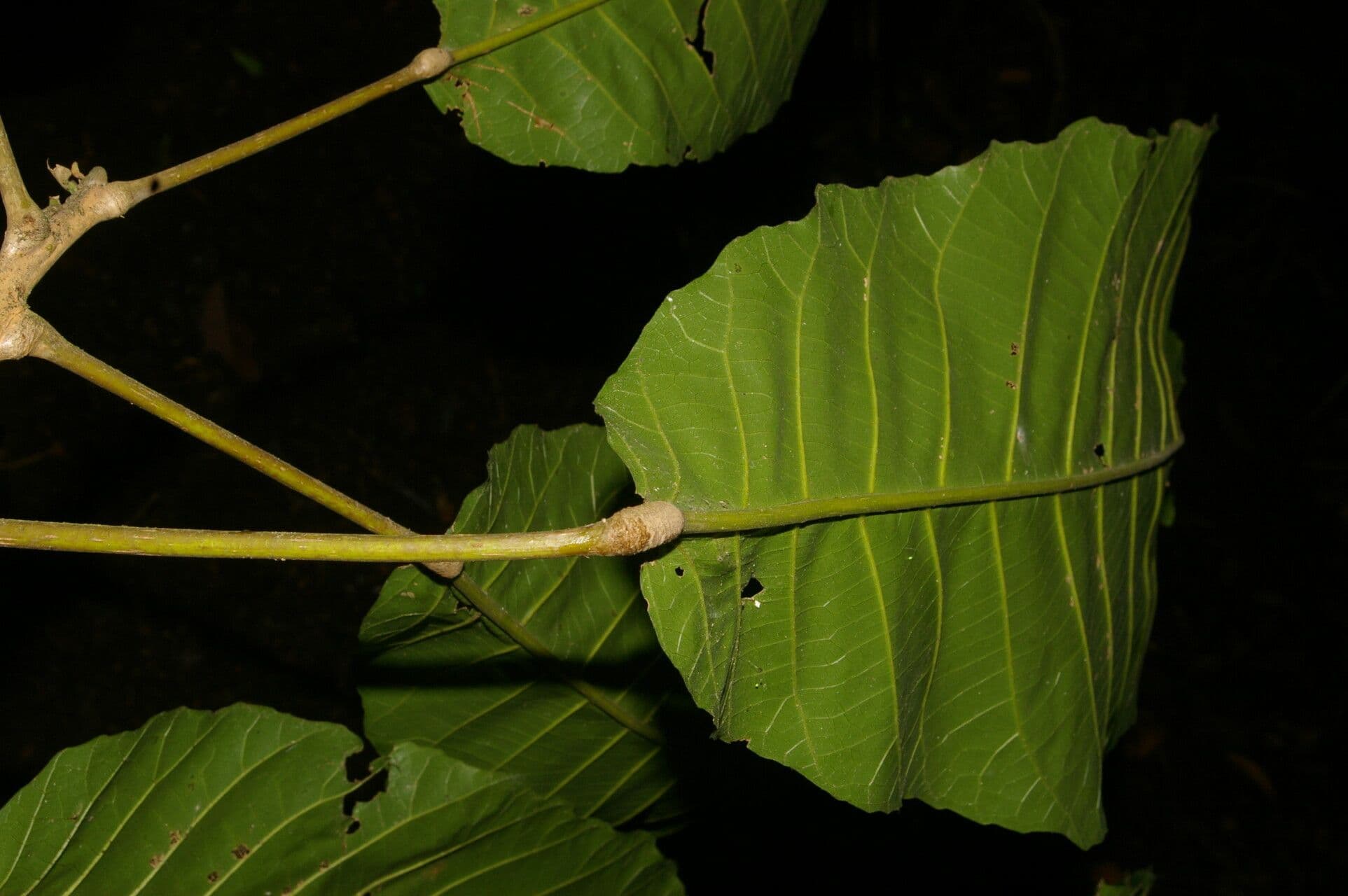 Sloanea 6