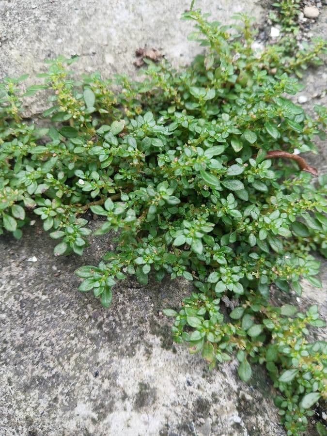 Pilea microphylla 23