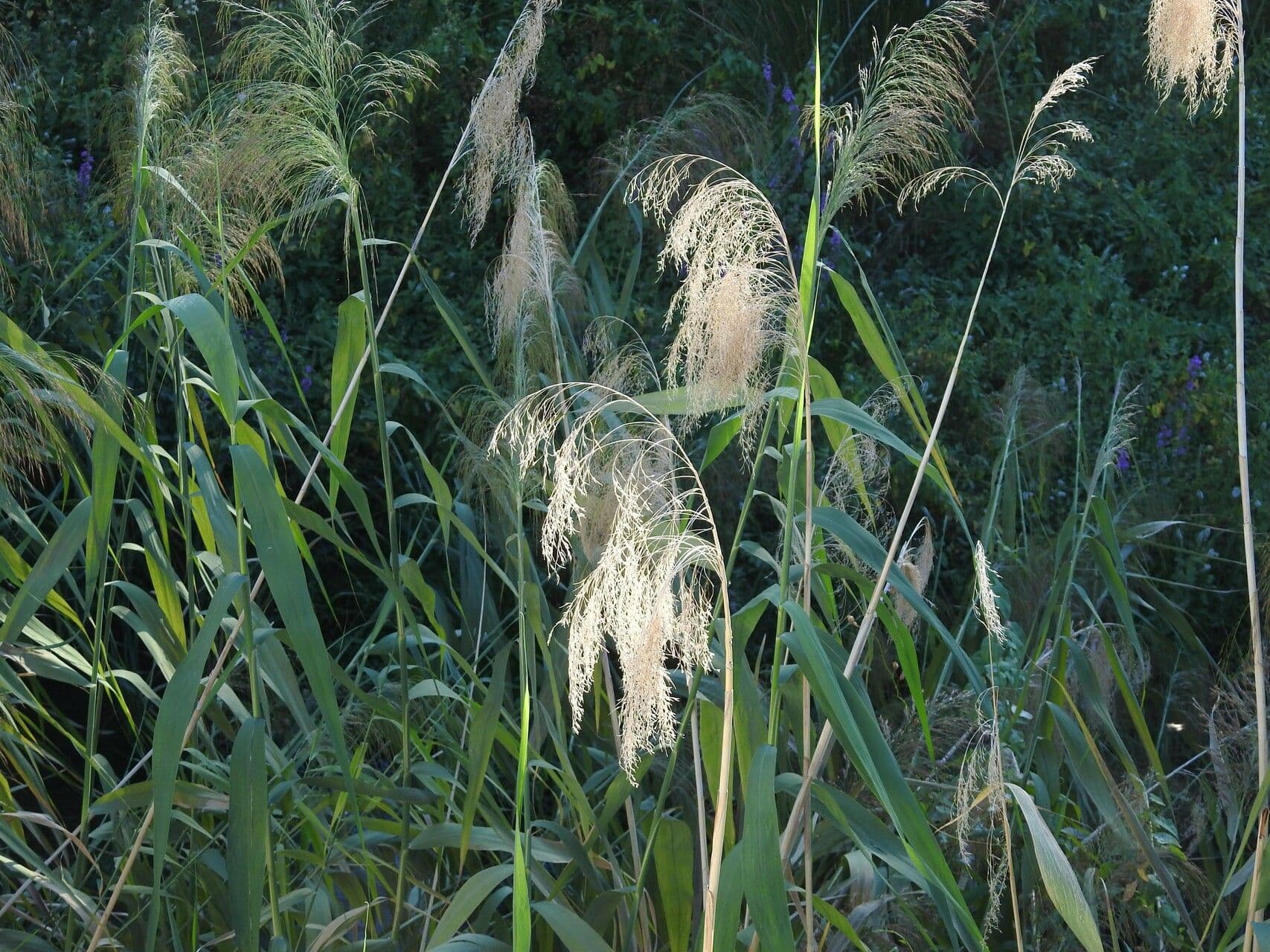Erba tigre 3