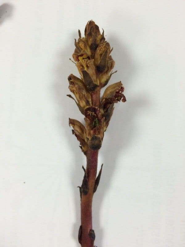 Succiamele gracile 30