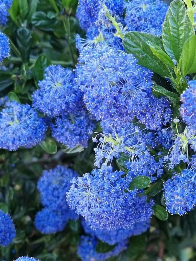 Ceanothus thyrsiflorus 7