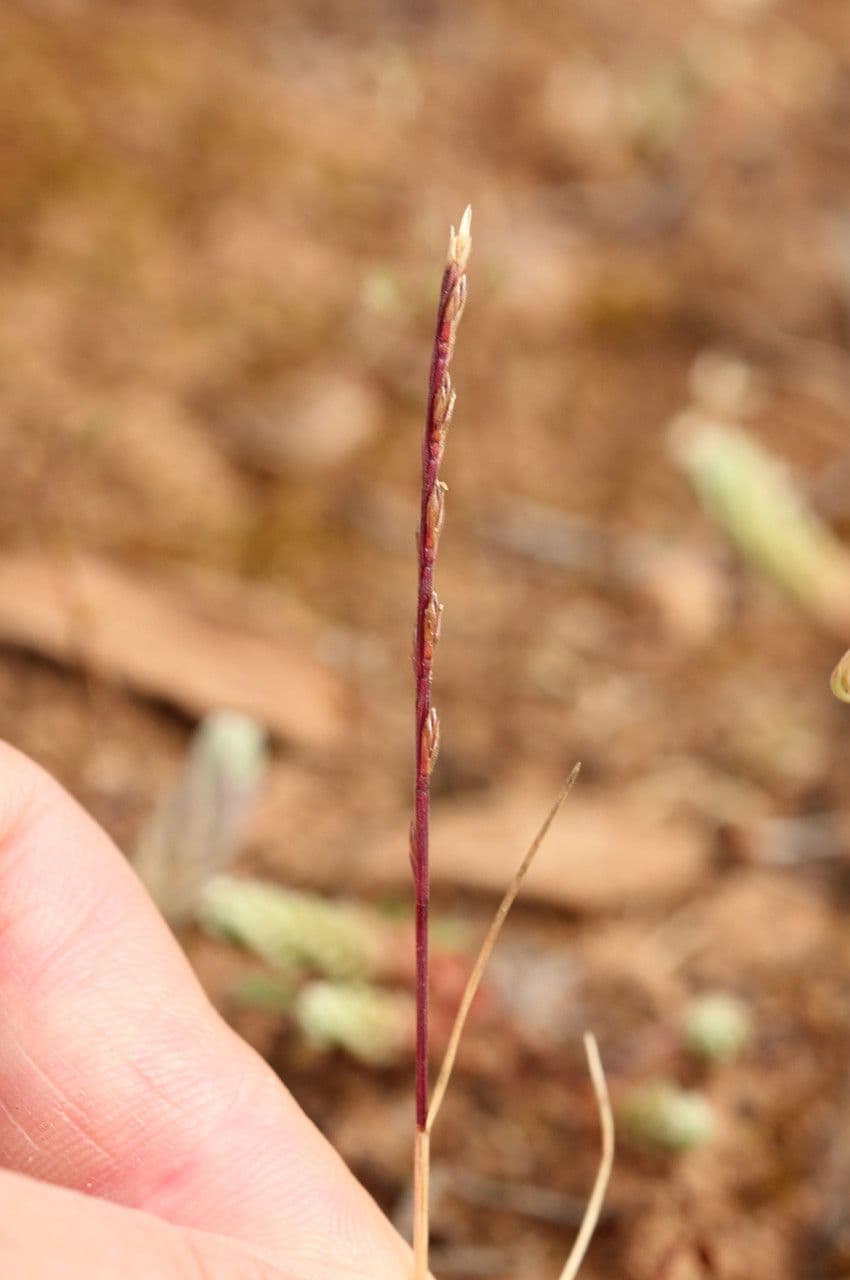 Vlasovka jednostranná 12