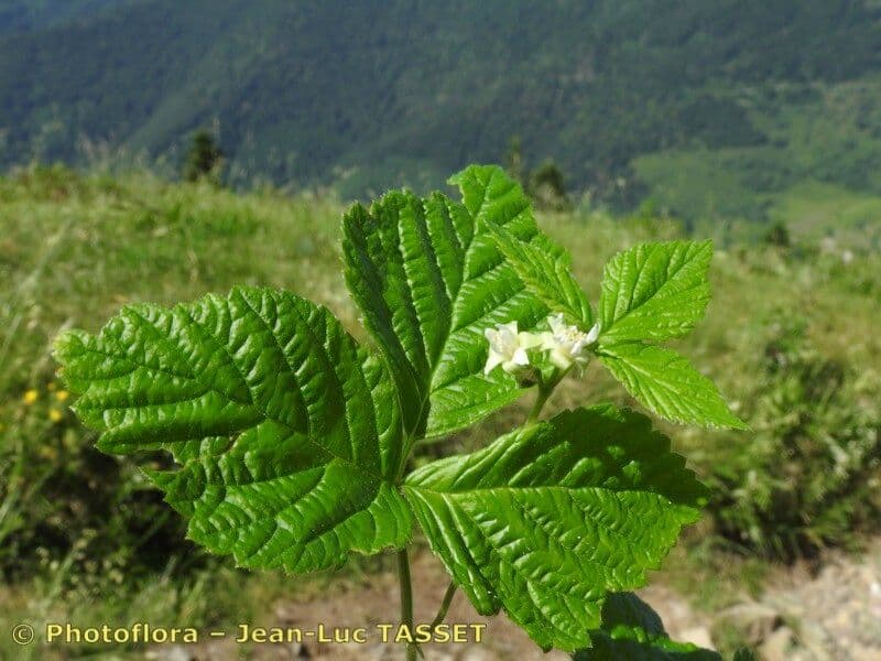 Rovo sassatile 26