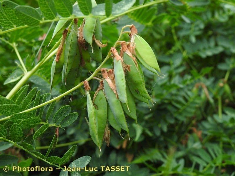 Platterbse 2