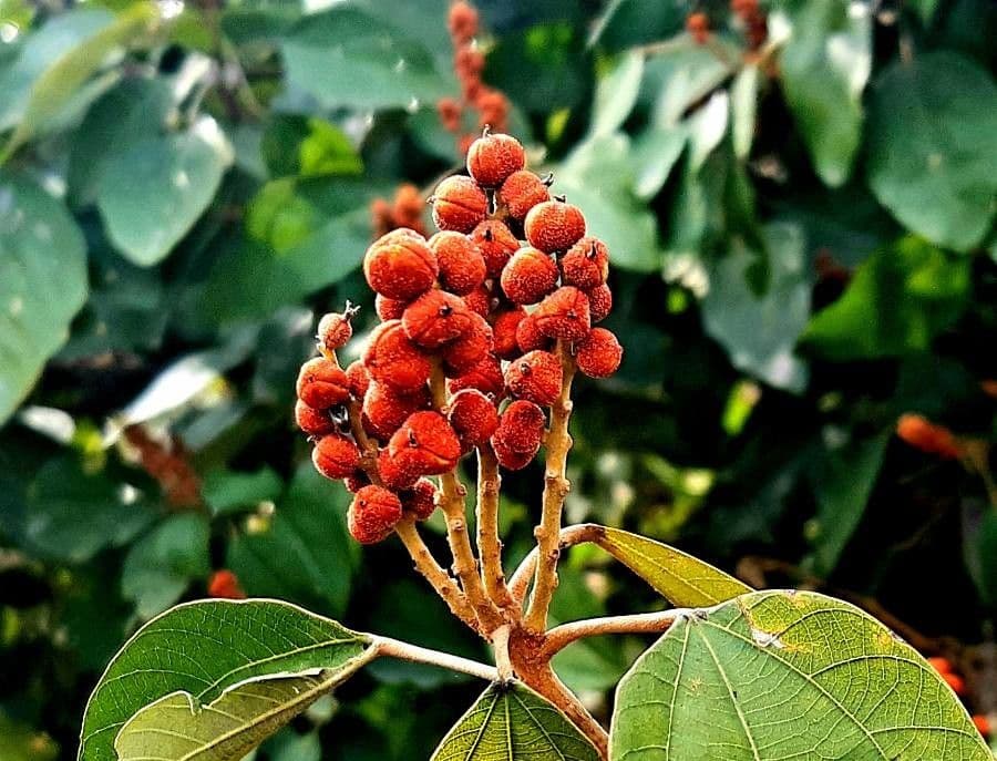 Mallotus philippensis 6