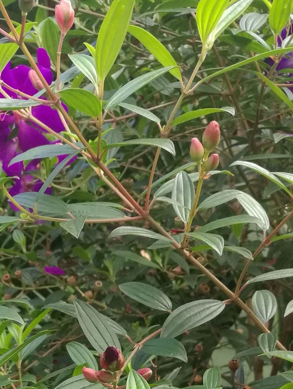 Glory bush 13