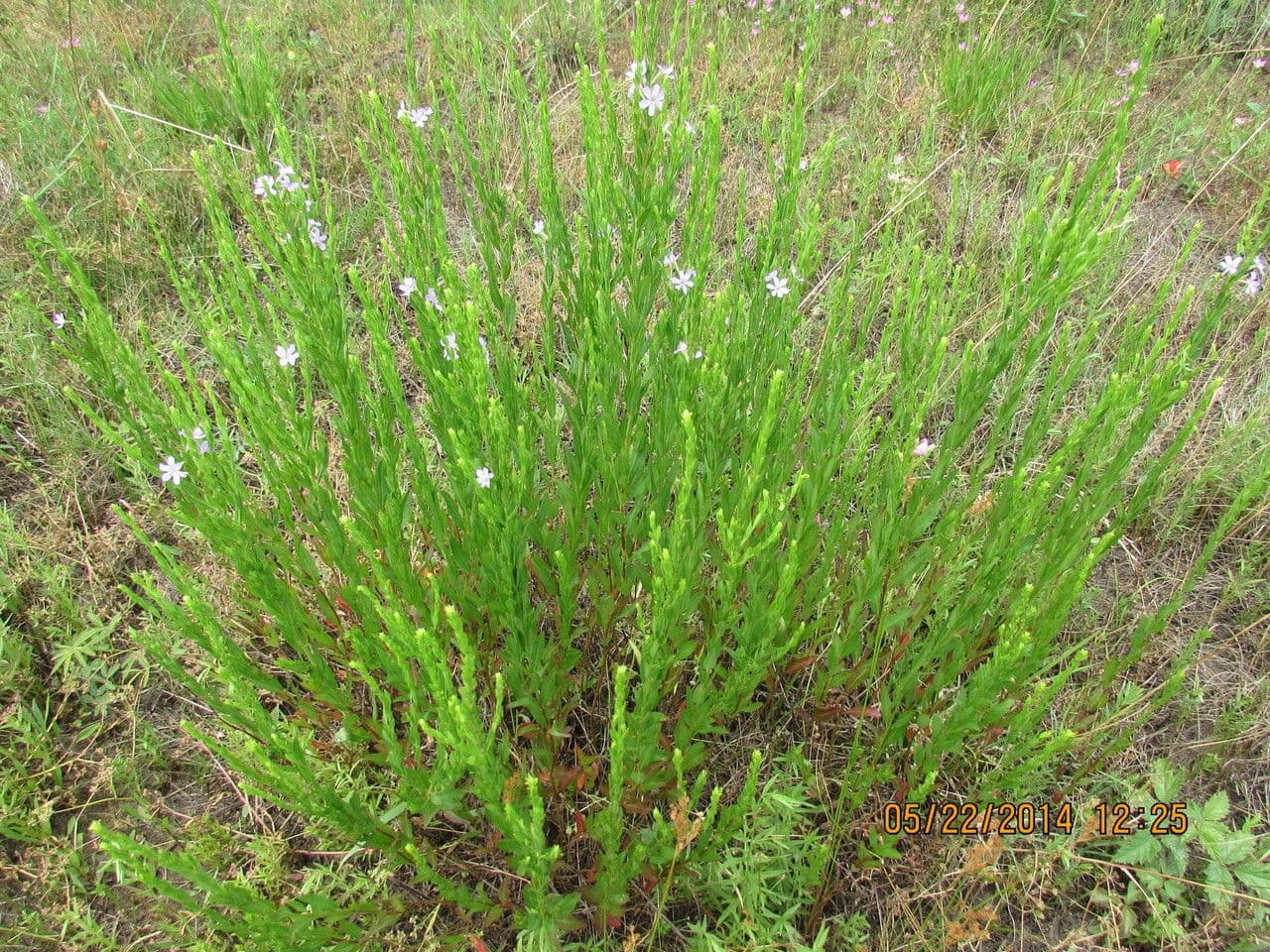 Salcerella lanceololata 6