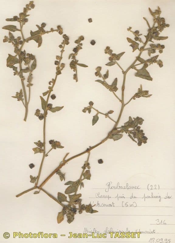 Atriplex glabriuscula 26
