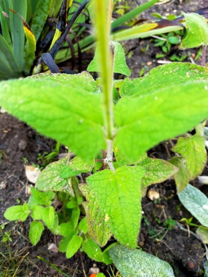 Salvia patens 7