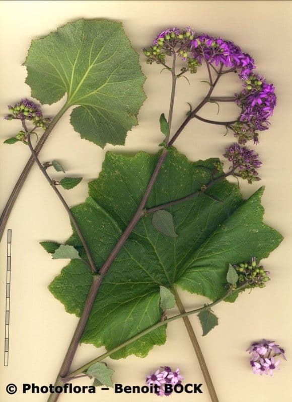 Pericallis 22