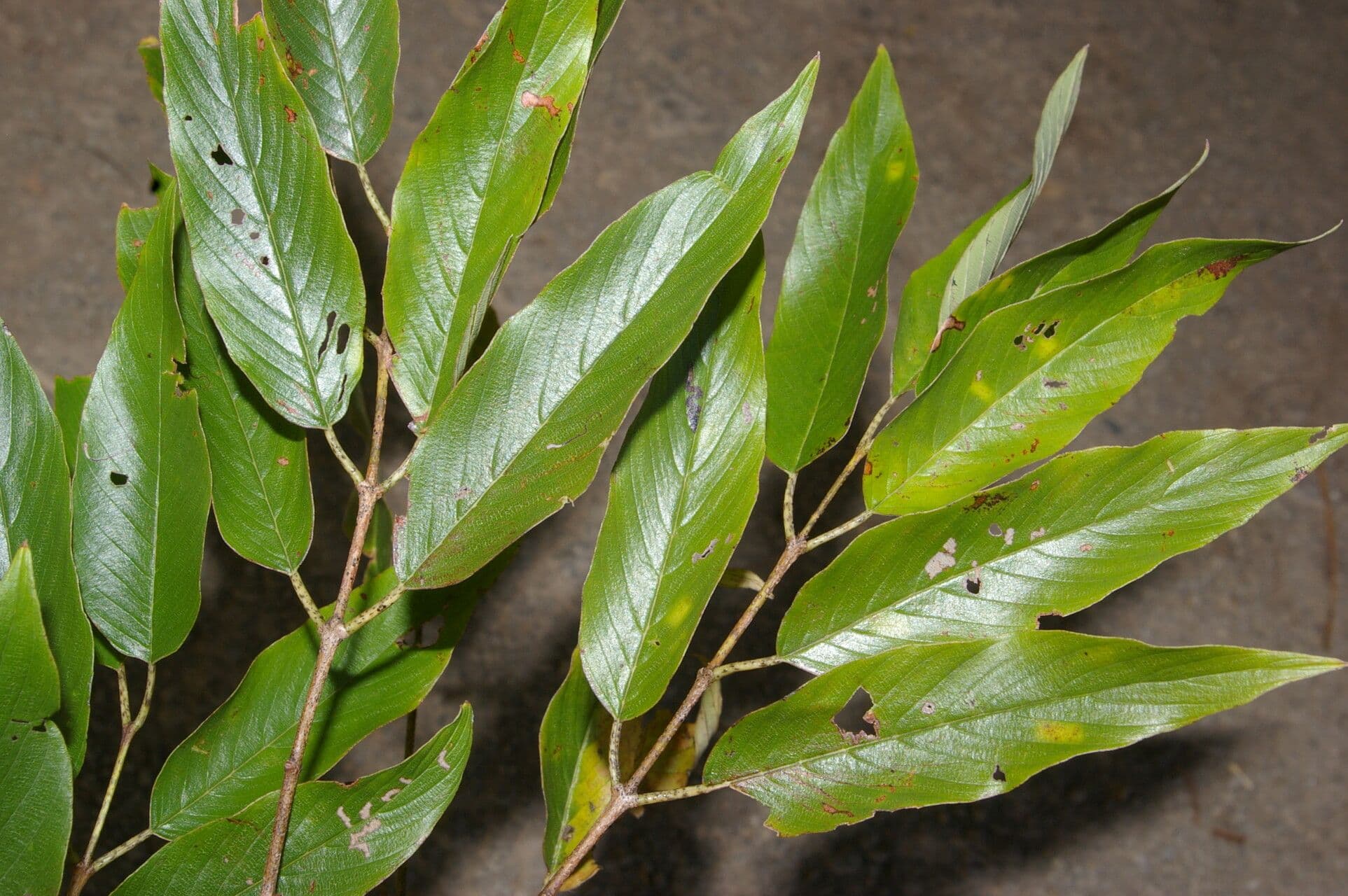 Karwinskia 7