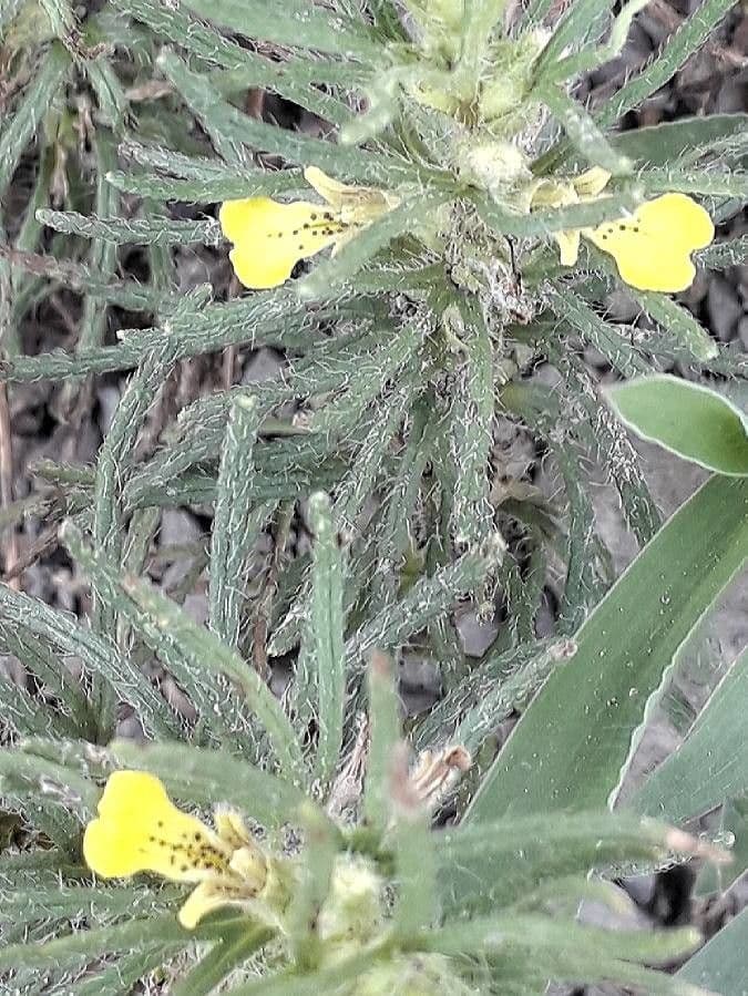 Bugle petit-pin 4