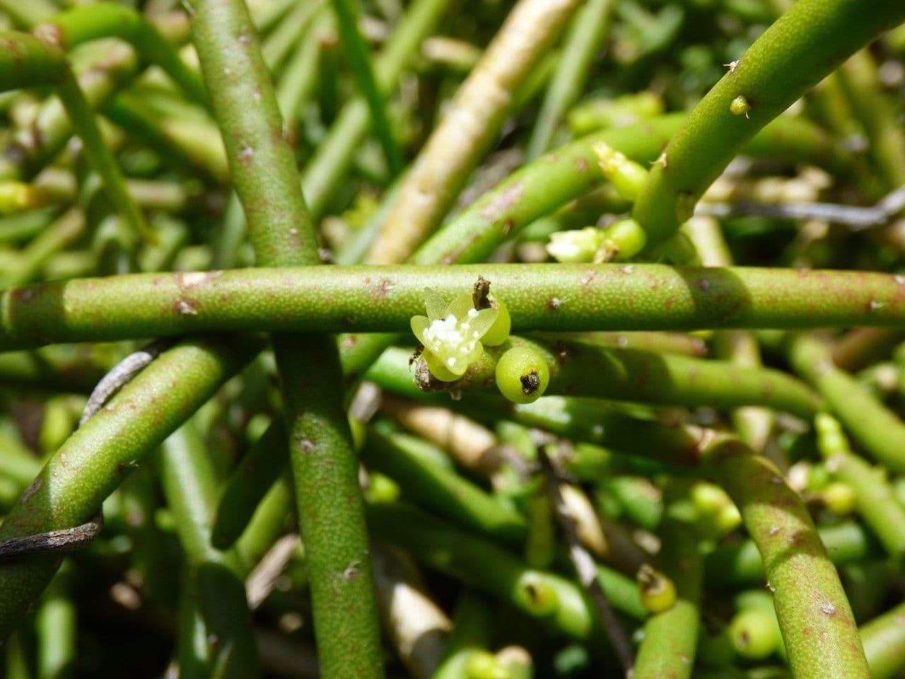 Cactus vischio 8