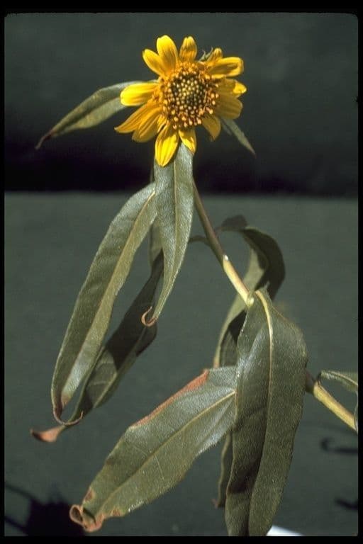 Girasole della California 9