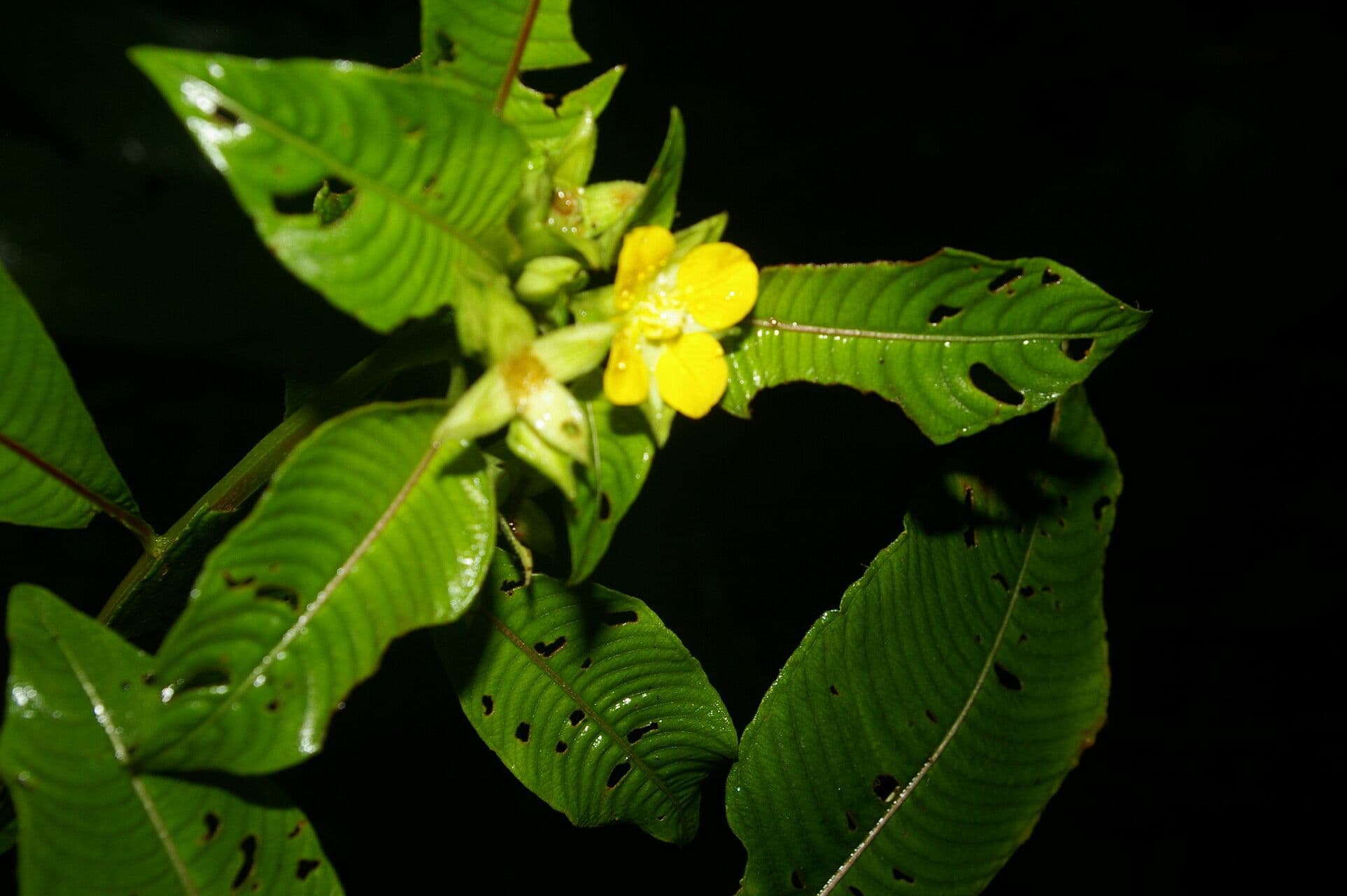 Ludwigia 7
