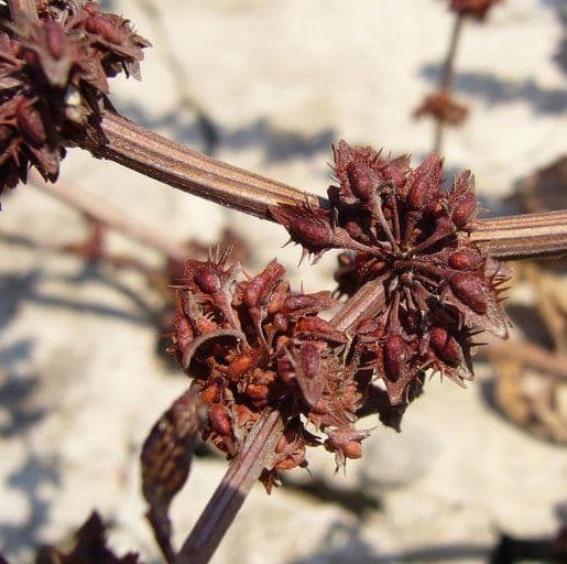 Rumex dentatus 4