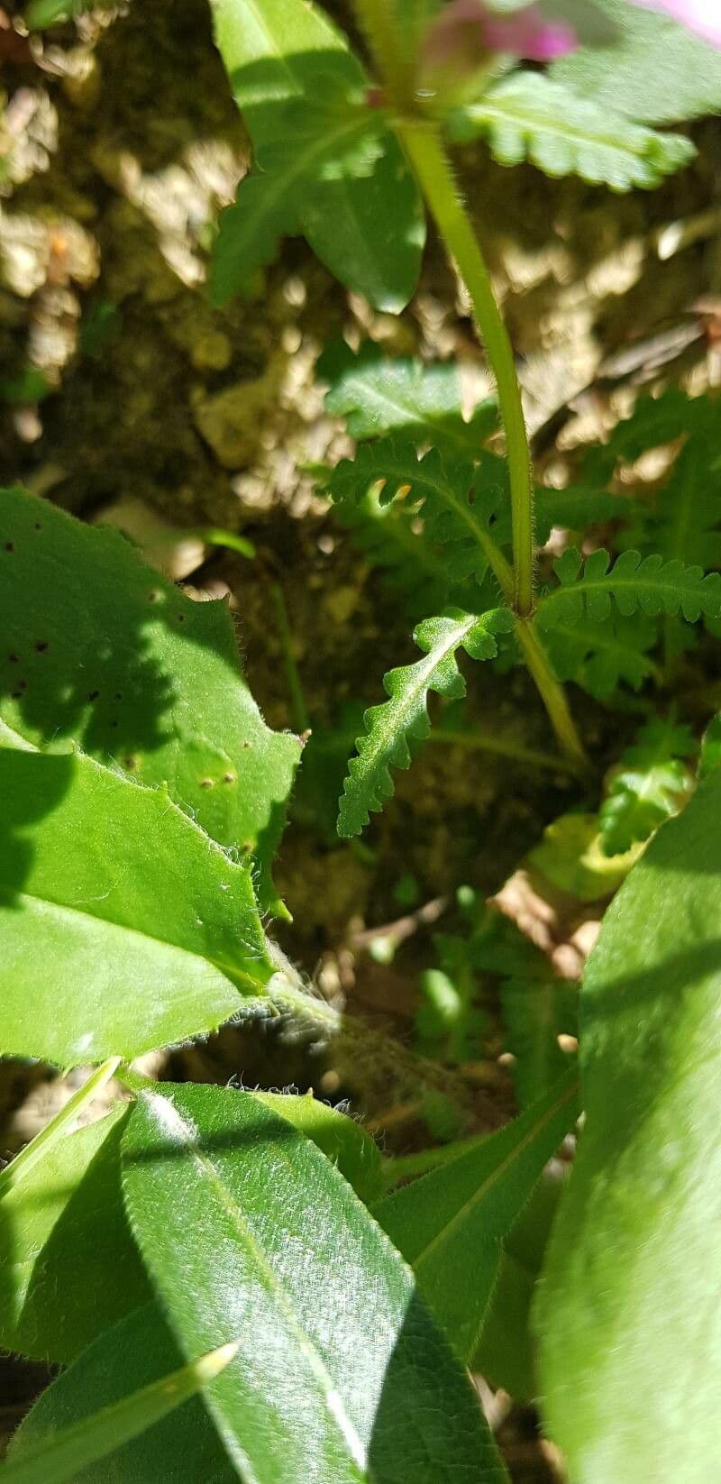 Pedicolare verticillata 17