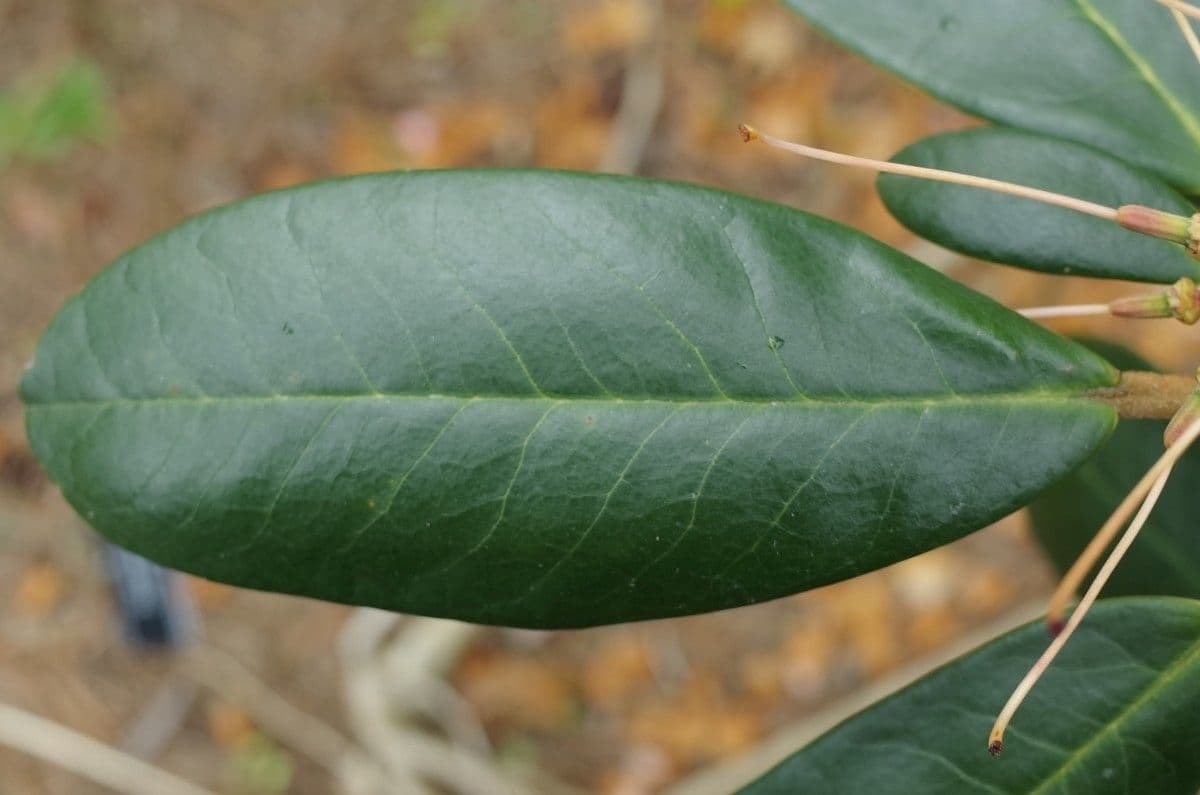 Rododendro 14