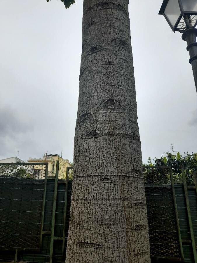 Brachychiton 21